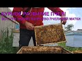 Девять рам расплода зимовалая семья я был удивлён 🐝🐝🐝