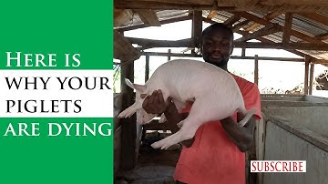 Why Piglets Die: How To Reduce Piglet mortality Now (End it Now)