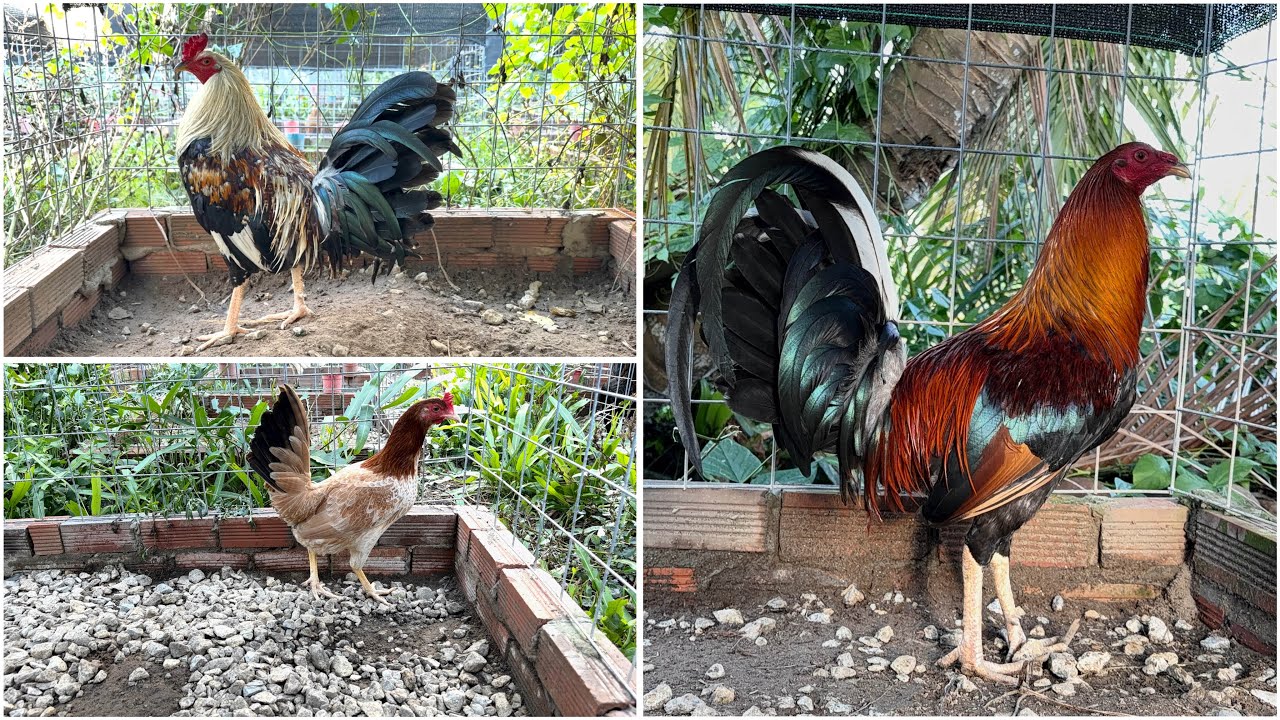 Top Trống Mái Nòi Mỹ Mới Ngày 28/2 - Ít Nhưng Chất Lượng Ae Ơi