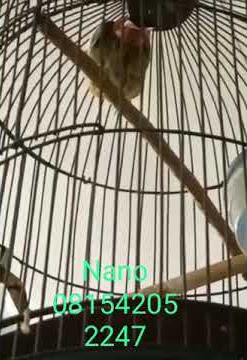 kicau moli moli 12345 pancawarna
