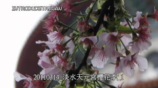 20110314_淡水天元宮櫻花季_1