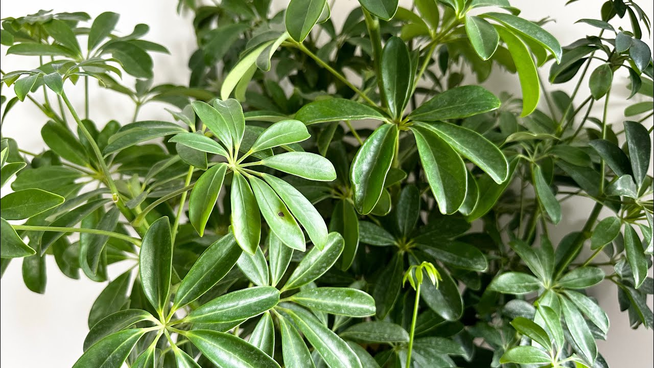 How to care Schefflera plant/ Umbrella plant? YouTube