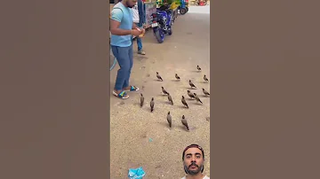 لحظات ساحرة عصافير المينا تتبع شاب ا هندي ا في مشهد لا ي نسى Animals 