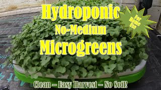 Hydroponic Broccoli Microgreens Grown in Amazon Trays