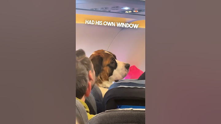 This dog has his own seat on the plane 😂