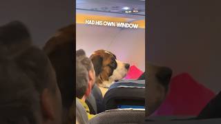 This Dog Has His Own Seat On The Plane 😂