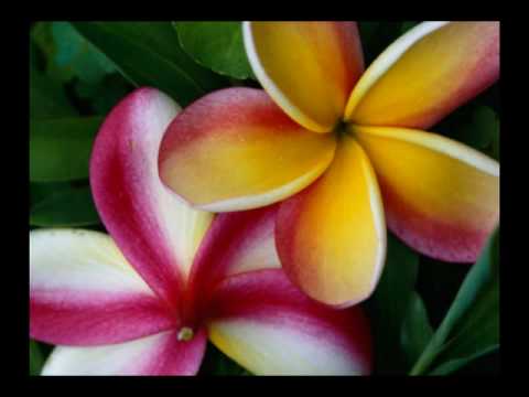  Bunga  Kamboja  Plumeria Frangipani YouTube