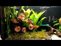 Видео аквариума от подписчика  #12 Хочу знать ваши мнения и впечатления от аквариума