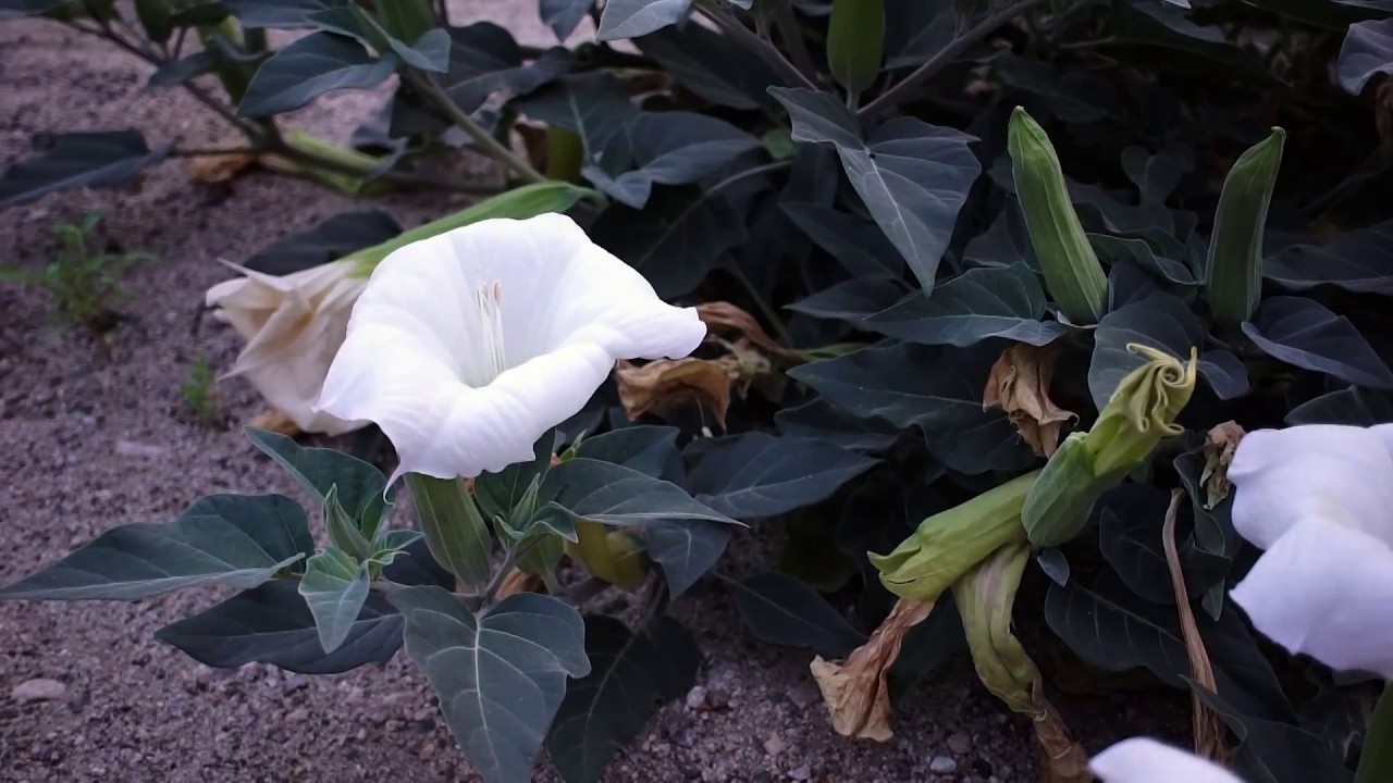 Gyógynövények datura a parazitákból. Fűszernövények a test tisztítására - Típusok