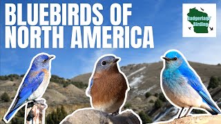 The 3 Bluebirds of North America (Everything You Need To Know)