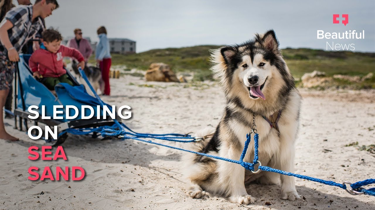 Beautiful News No snow, no problem. Huskies chase purpose on South