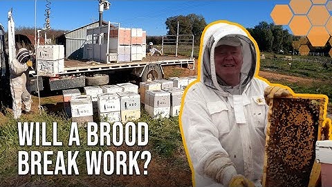 How To Navigate Almond Pollination And Prepare For The Varroa Mite Challenge