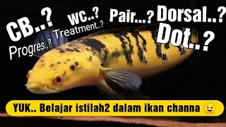 Macam-Macam ISTILAH dalam dunia ikan 'Channa' pemula wajib tau..!