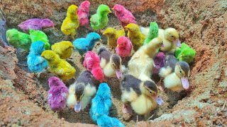 Menangkap Anak Bebek Lucu, Anak Ayam, Ayam Rainbow, Ayam WarnaWarni, Anak Itik, Anak Ayam Part18