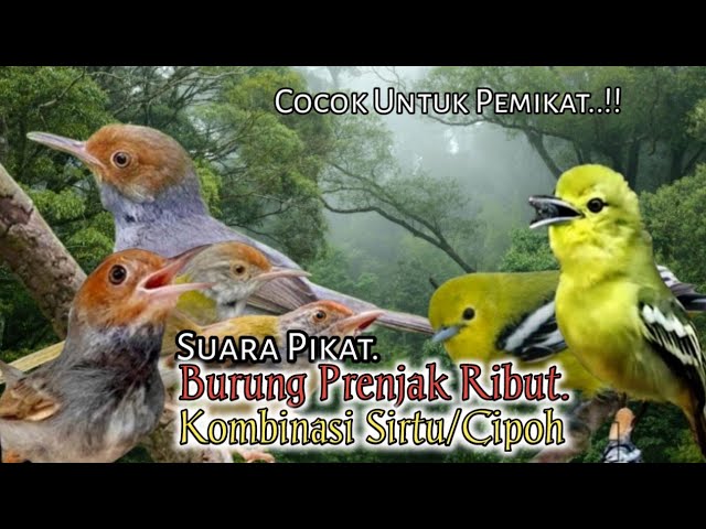 Suara Pikat Burung Prenjak Ribut. Kombinasi Sirtu/Cipoh. Paling Ampuh.. class=