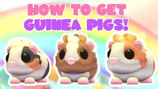 Celebrity How to Get Guinea Pigs! Pet Plus Update | Adopt Me Golden Lettuce Roblox | Riivv3r Wealth