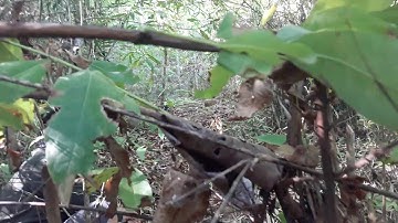 dib qaib qus  tua  tsis nrov