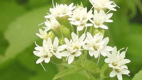 Bà Con Ai Bị Đau Nhức Xương Khớp GỌI NGAY: 0879.867.880