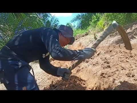 Video: Cara Memperpanjang Vegetasi Tanaman, Bedengan Tinggi
