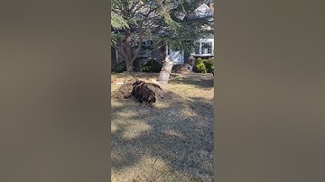 Double snatch block stump pull. #dorkytreeguy
