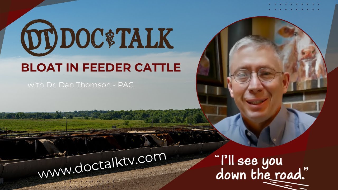 DocTalk Ep 609 - Bloat in Feeder Cattle
