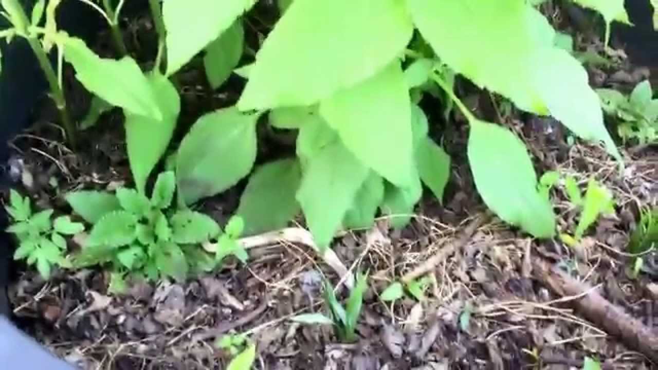 Sunchoke Crosne Camas Root Vegetable Polycultute