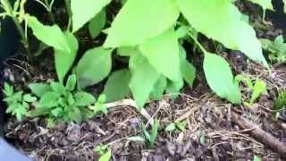 Sunchoke Crosne Camas Root Vegetable Polycultute