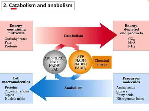 7. Bioenergetics, Glycolysis and Citric acid cycle ชีวเคมีลาดกระบัง