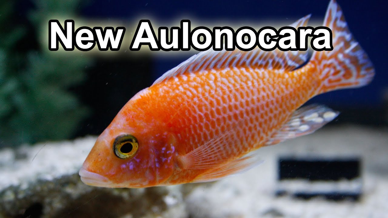 african cichlid tank mates Aulonocara Variés - Sélection Février 2013 - Québec Cichlidés