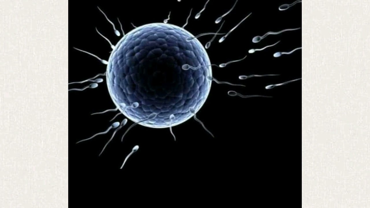 Parthenogenesis Advantages and Disadvantages 11Aries (STEM) YouTube