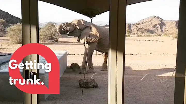 Elephant brakes into tourist lodge and drinks from swimming pool | SWNS