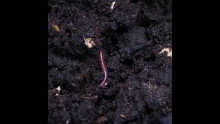 The Little Seed and the Big Tree|Moral story| for kids|