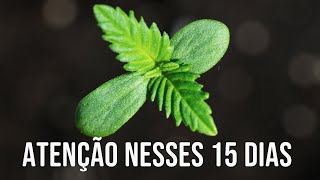 15 dias mais importantes da planta