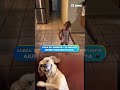 ¡Lo ama! 💖 Aiunii celebra el regreso de su papá con baile 🥺🔥 #aiunii #viral #jaywheeler