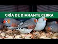 Diamante mandarín o PINZÓN CEBRA Alimentándose