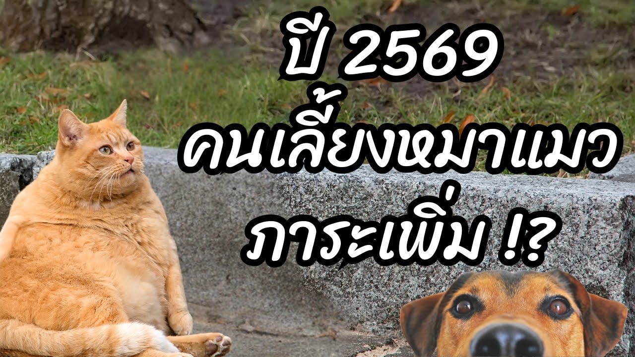 ปี69 คนเลี้ยงหมาแมวภาระเพิ่ม !! ฝ่าฝืนมีโทษตามกฎหมาย สรุปใน 6 นาที