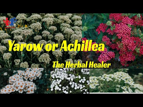 Health Benefits of