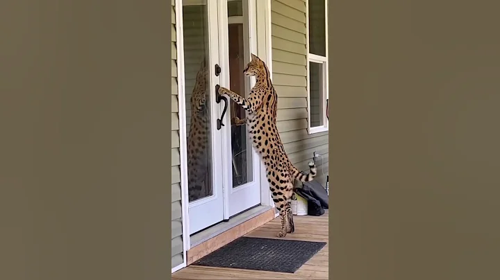 Video 10738031: cat wild savannah, savannah catlover, domestic cats wild