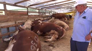 Kurban Çadırlar İstanbul Ferhatpaşa Da Mahmut Ersoy Satış Yeri Maşallah