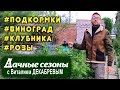 Дачные сезоны! Про подкормку клубники, посадку розы и гигантский томат