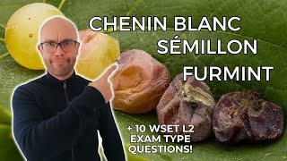 Chenin, Semillon, Furmint: Everything You Need to Know WSET L2 in Wines (+10 WSET exam questions)