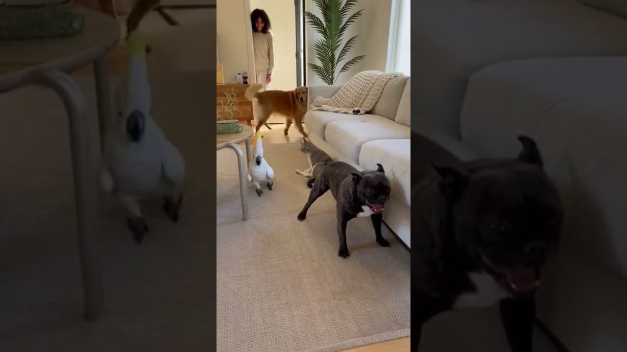 Mr. Parrot Scares the Whole Sleeping Crew 🦜😂🐶 