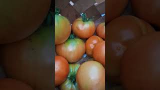 #letscheckthegarden #LordHaveMercy #freshtomatoes #tomatoesfordays #tomatoesfrommygarden #Godisgood