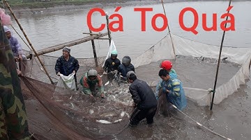 Thu Hoạch Ao Cá Trắm Cá Đối Mục Sau Một Năm Nuôi | fish pond harvest | Son Farm