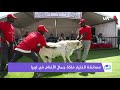 مسابقة لاختيار ملكة جمال الأغنام في ليبيا