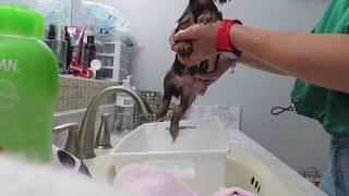 My Yorkie puppy’s first bath | 8 week old 🛁 🐶