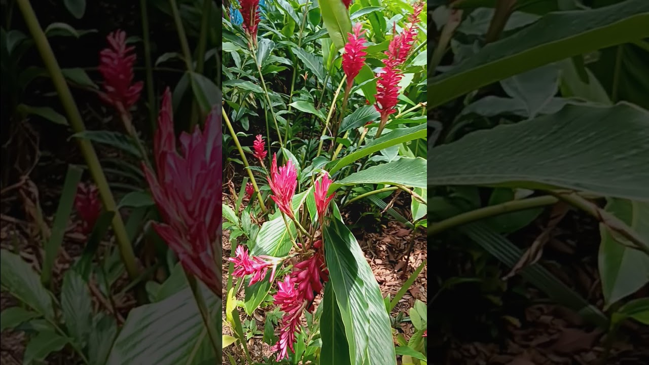 Beautiful Red Ginger Flowers Growing at Gardens by the Bay 