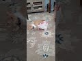 kitten  playing in target bag