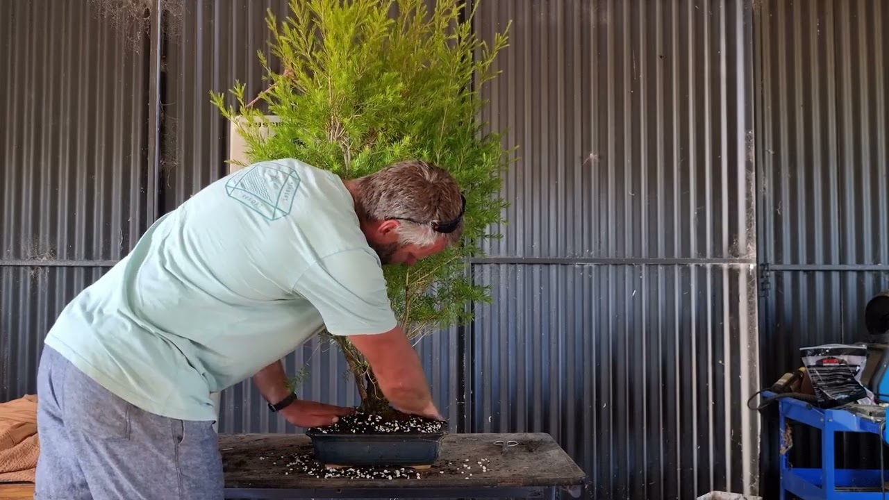 Aussie Natives as bonsai, even too strong for the pot.