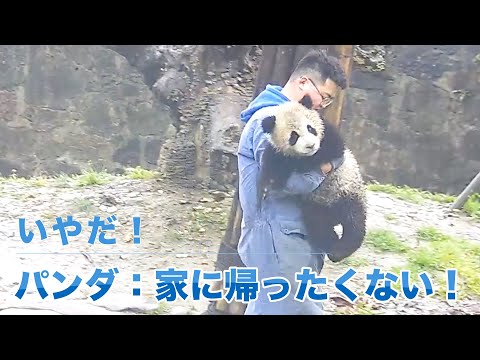 パンダの赤ちゃんは家に帰りたくない、飼養員さんにだっこされた　|iPanda パンダ楽園 #shorts